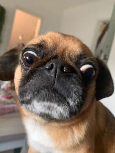 Zeige das lustigste Bild eures Hundis-Beitrag-Bild