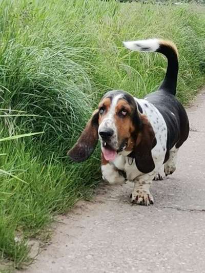 Hundetreffen-Basset - Treffen-Bild