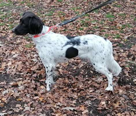 Reinrassige Hunde?-Beitrag-Bild