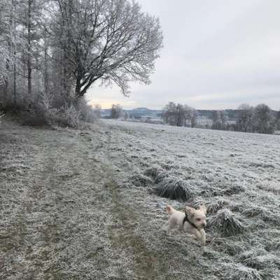 Hundetreffen-Gemeinsames Spazierengehen & Spielen-Bild