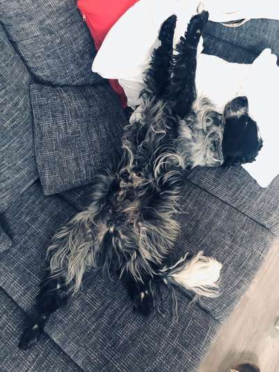 Dogorama Photo Challenge - Zeigt her eure Bäuche-Beitrag-Bild