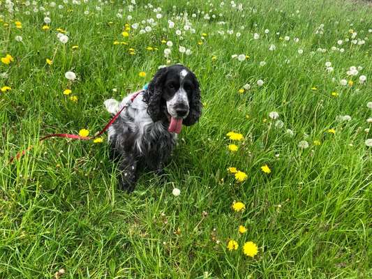 Hundetreffen-Cocker Treffen-Bild