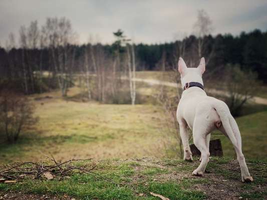 Hundeauslaufgebiet-Teverener Heide-Bild