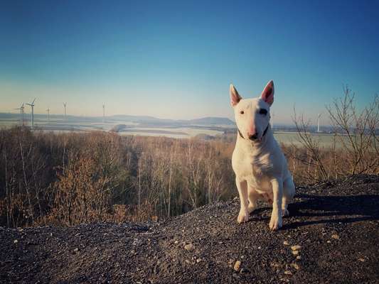 Hundeauslaufgebiet-Carl Alexander Park-Bild