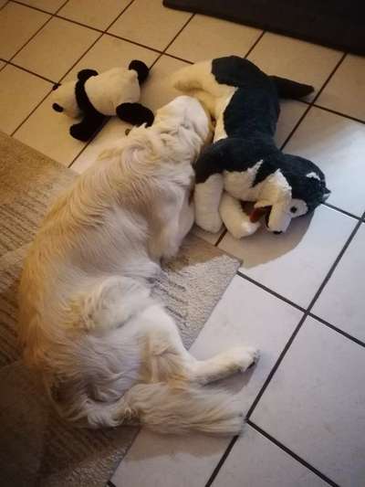 Wo sind die Golden Retriever Liebhaber?-Beitrag-Bild