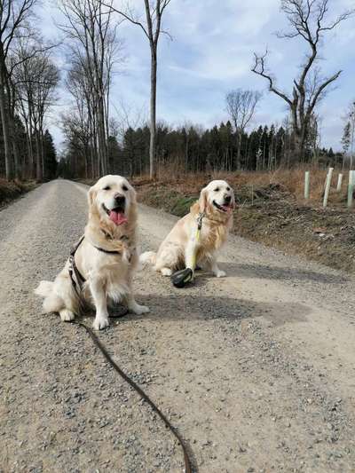 Wo sind die Golden Retriever Liebhaber?-Beitrag-Bild