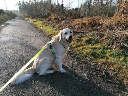 Wo sind die Golden Retriever Liebhaber?-Beitrag-Bild