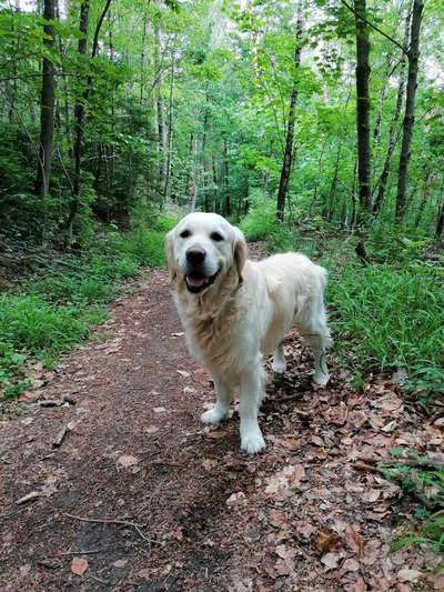 Wo sind die Golden Retriever Liebhaber?-Beitrag-Bild