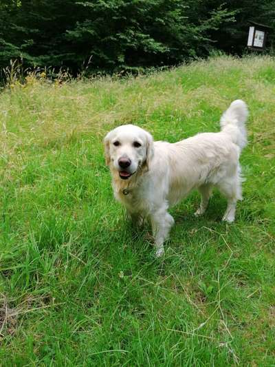 Wo sind die Golden Retriever Liebhaber?-Beitrag-Bild