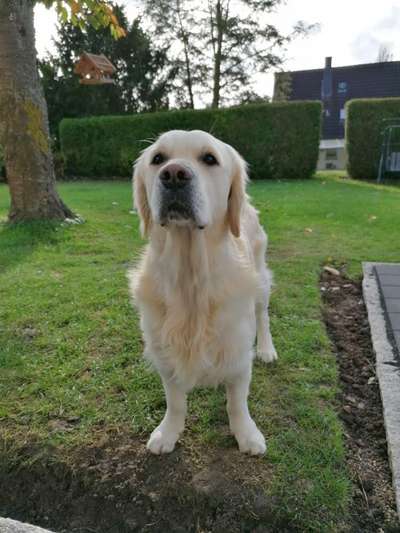 Wo sind die Golden Retriever Liebhaber?-Beitrag-Bild