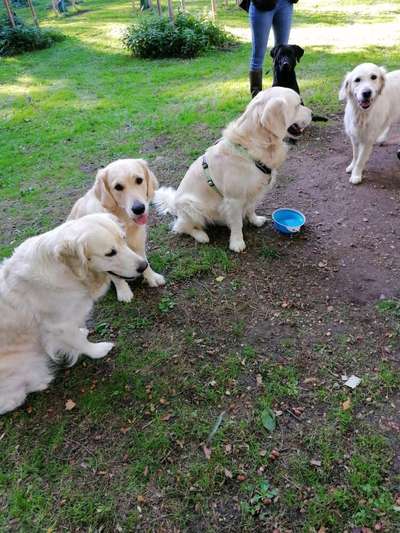 Wo sind die Golden Retriever Liebhaber?-Beitrag-Bild