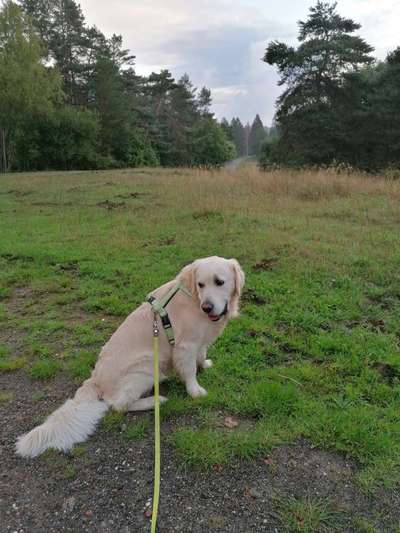 Wo sind die Golden Retriever Liebhaber?-Beitrag-Bild