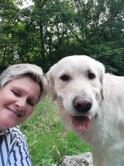 Wo sind die Golden Retriever Liebhaber?-Beitrag-Bild