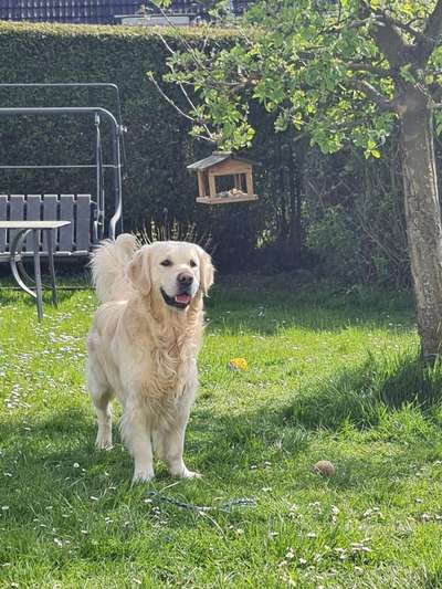 Wo sind die Golden Retriever Liebhaber?-Beitrag-Bild