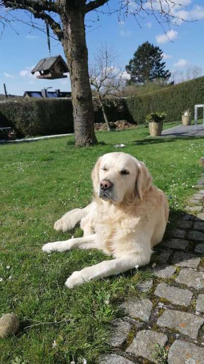 Wo sind die Golden Retriever Liebhaber?-Beitrag-Bild