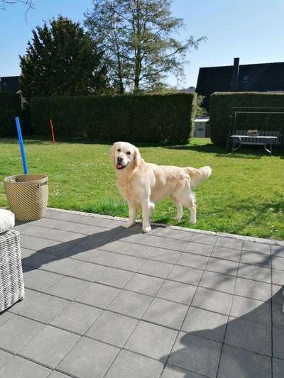 Wo sind die Golden Retriever Liebhaber?-Beitrag-Bild