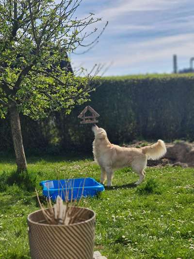 Wo sind die Golden Retriever Liebhaber?-Beitrag-Bild