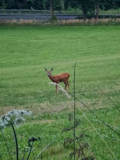 Wo sind die Golden Retriever Liebhaber?-Beitrag-Bild