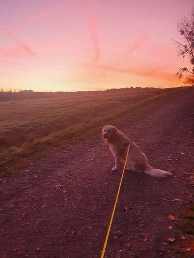 Wo sind die Golden Retriever Liebhaber?-Beitrag-Bild