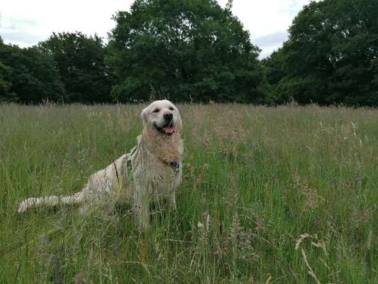 Wo sind die Golden Retriever Liebhaber?-Beitrag-Bild