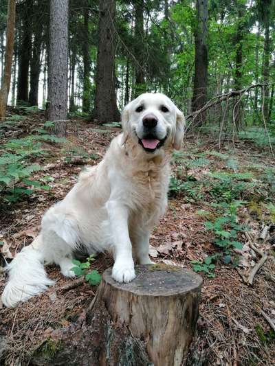 Wo sind die Golden Retriever Liebhaber?-Beitrag-Bild