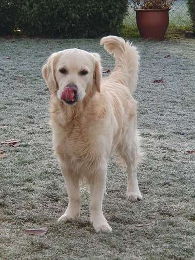 Wo sind die Golden Retriever Liebhaber?-Beitrag-Bild