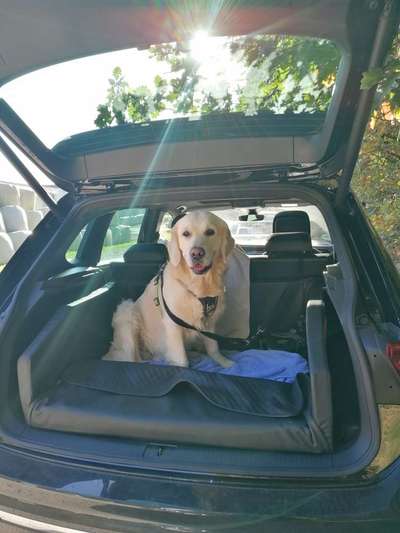 Wo sind die Golden Retriever Liebhaber?-Beitrag-Bild