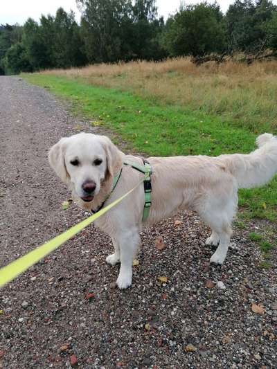 Wo sind die Golden Retriever Liebhaber?-Beitrag-Bild