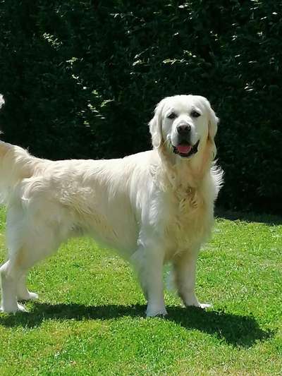 Wo sind die Golden Retriever Liebhaber?-Beitrag-Bild