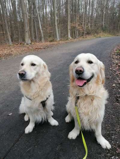 Wo sind die Golden Retriever Liebhaber?-Beitrag-Bild