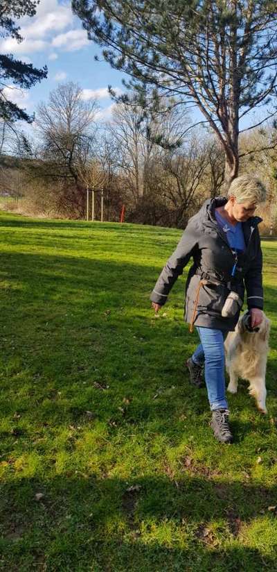 Wo sind die Golden Retriever Liebhaber?-Beitrag-Bild