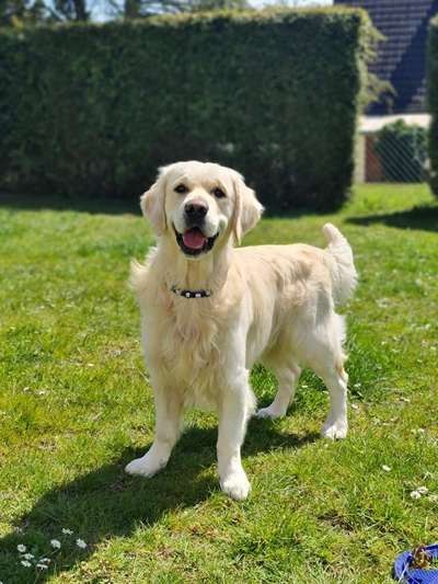 Wo sind die Golden Retriever Liebhaber?-Beitrag-Bild