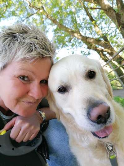 Wo sind die Golden Retriever Liebhaber?-Beitrag-Bild