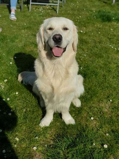 Wo sind die Golden Retriever Liebhaber?-Beitrag-Bild