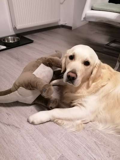 Wo sind die Golden Retriever Liebhaber?-Beitrag-Bild