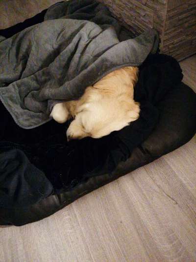 Wo sind die Golden Retriever Liebhaber?-Beitrag-Bild