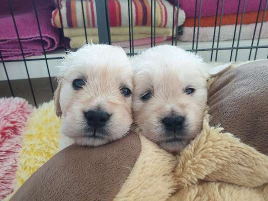 Wo sind die Golden Retriever Liebhaber?-Beitrag-Bild