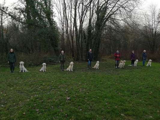 Wo sind die Golden Retriever Liebhaber?-Beitrag-Bild