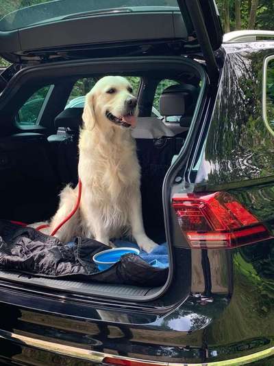 Wo sind die Golden Retriever Liebhaber?-Beitrag-Bild