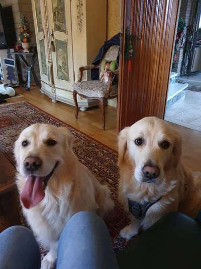 Wo sind die Golden Retriever Liebhaber?-Beitrag-Bild