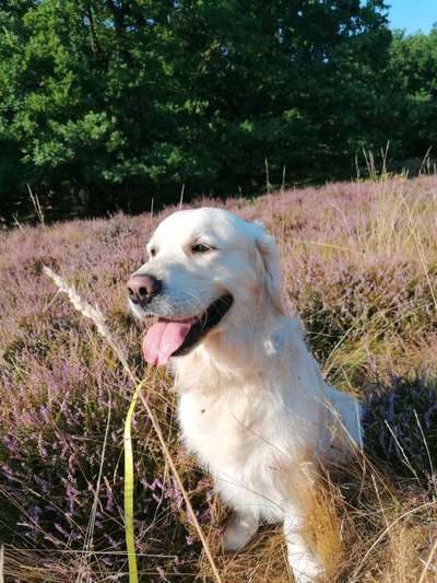 Wo sind die Golden Retriever Liebhaber?-Beitrag-Bild