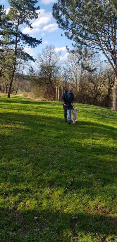 Wo sind die Golden Retriever Liebhaber?-Beitrag-Bild