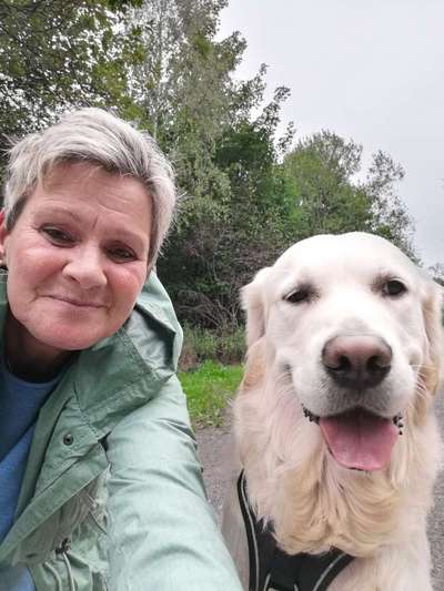 Wo sind die Golden Retriever Liebhaber?-Beitrag-Bild