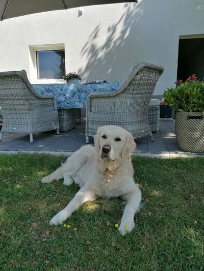 Wo sind die Golden Retriever Liebhaber?-Beitrag-Bild