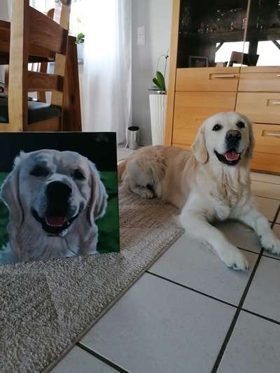 Wo sind die Golden Retriever Liebhaber?-Beitrag-Bild