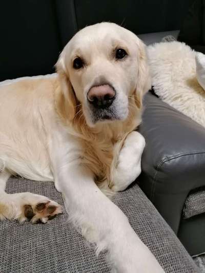 Wo sind die Golden Retriever Liebhaber?-Beitrag-Bild