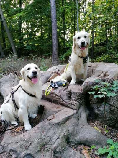 Wo sind die Golden Retriever Liebhaber?-Beitrag-Bild