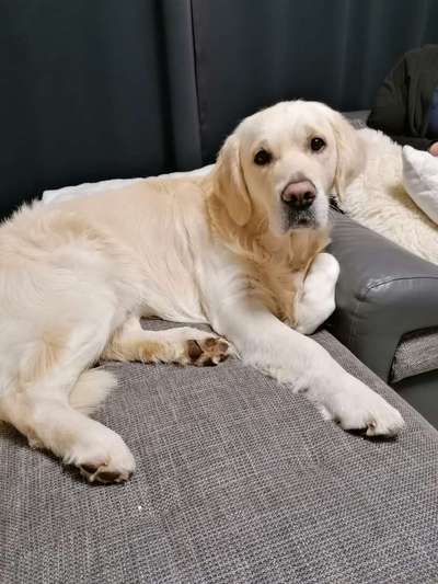 Wo sind die Golden Retriever Liebhaber?-Beitrag-Bild