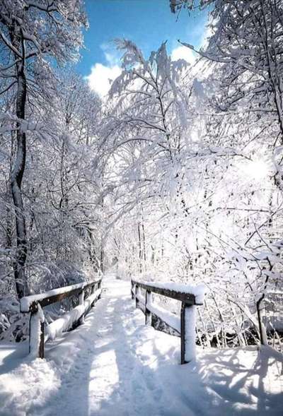 Wo sind die Golden Retriever Liebhaber?-Beitrag-Bild