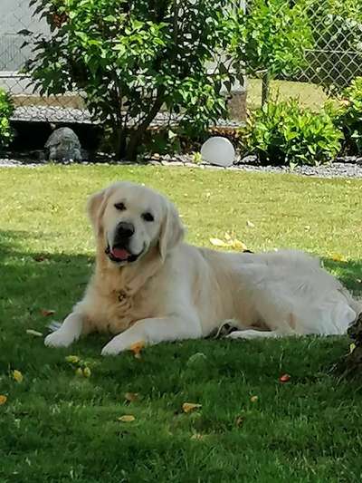 Wo sind die Golden Retriever Liebhaber?-Beitrag-Bild